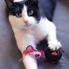 BRINQUEDO GATO 2 PEÇAS MINNIE VERMELHO - Image 6