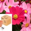 MACETA TERRACOTA CON SEMILLAS DE COSMOS