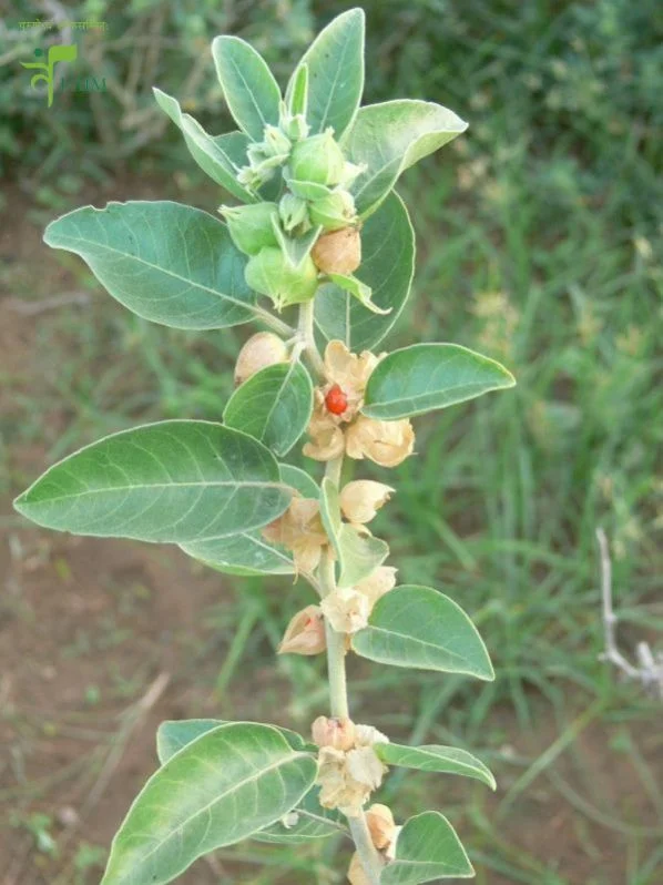 Ashwagandha T Cut ( TBC )