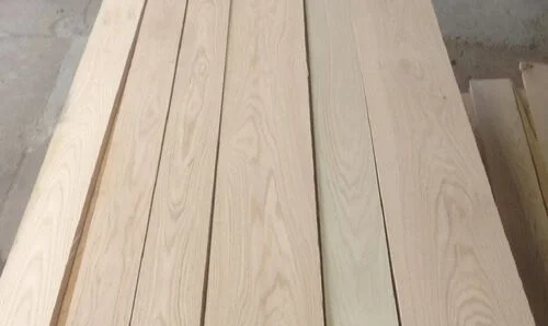 European beech