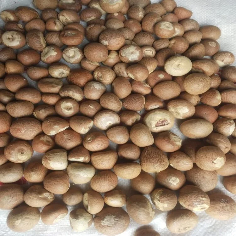 Dried Split Betel Nuts