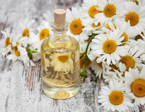 Chamomile Essential Oil