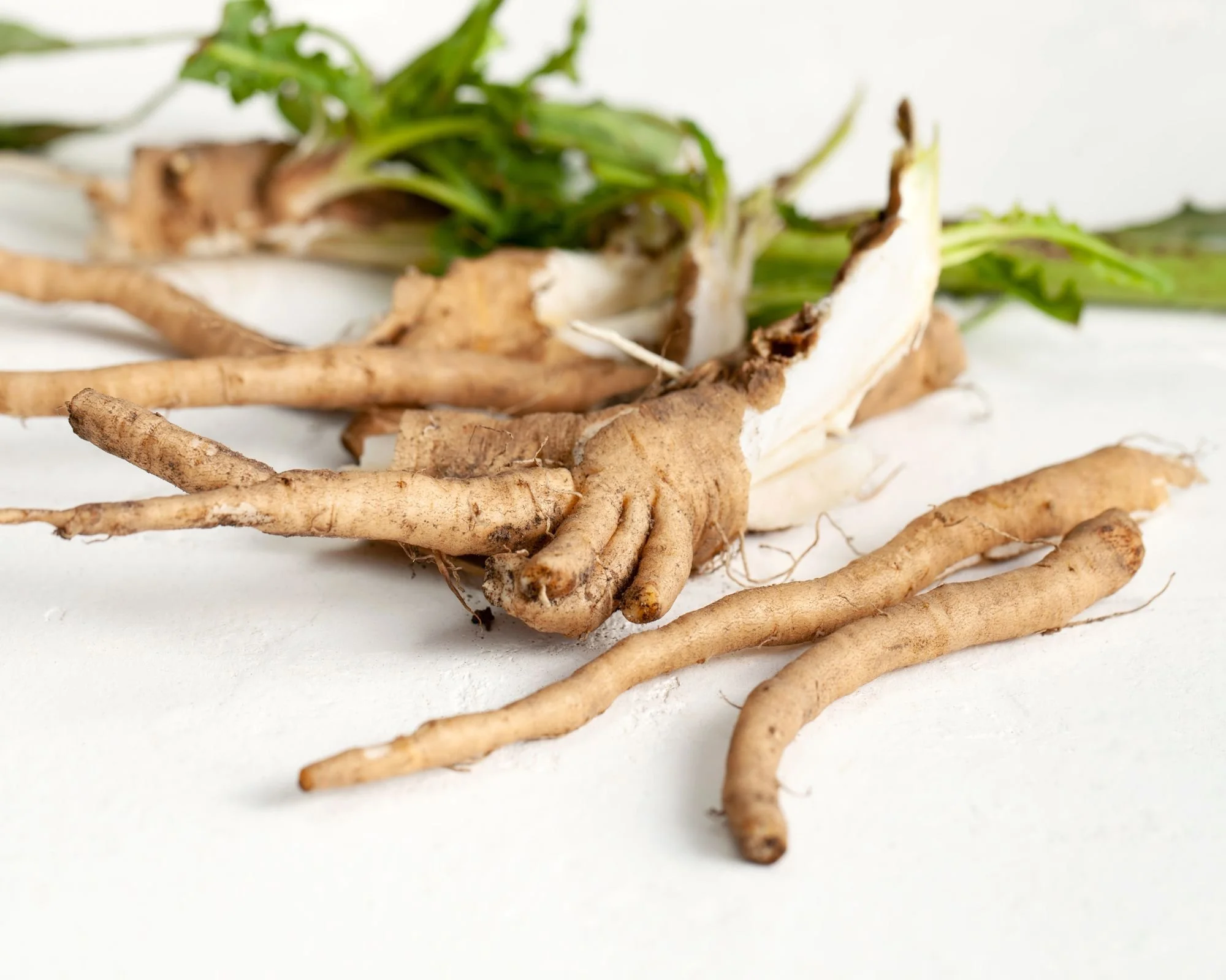 Chicory Powder