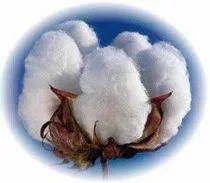 100% Cotton Fabrics