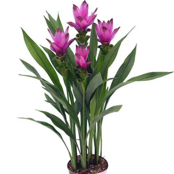 Curcuma Roscoceana