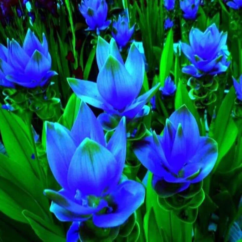 Curcuma fresca en raiz.