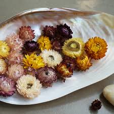 Dry Tagetes Flowers