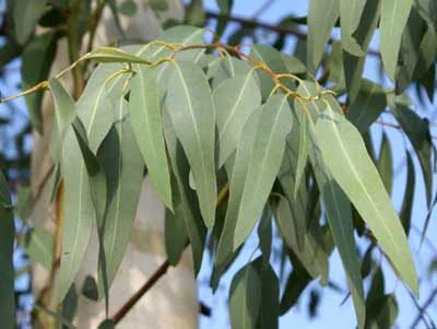 Eucalyptus Hydrosol