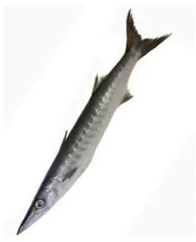 Baracuda