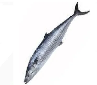 Barracuda Fish