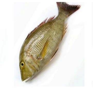 Emperor Fish