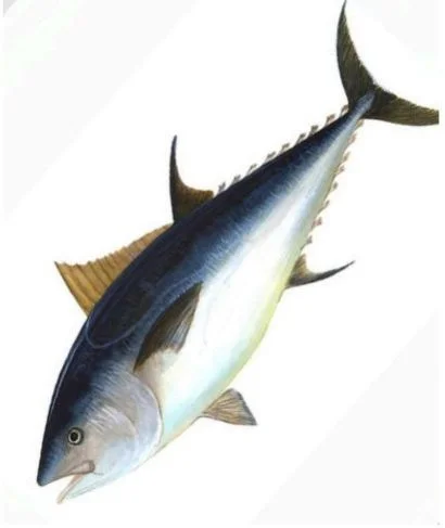 Emperor Fish - W/R
