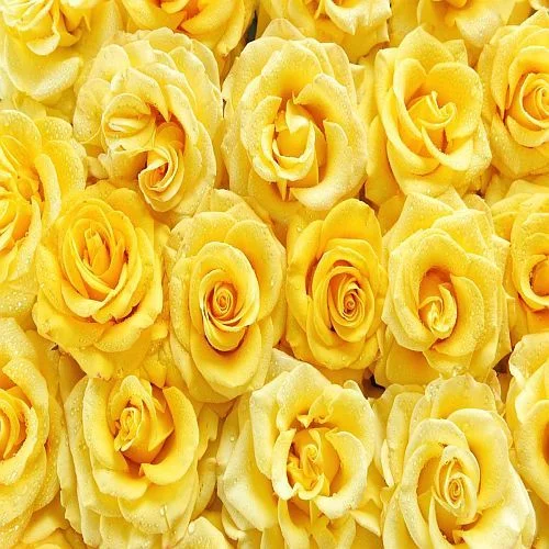 Springalways Tinted Roses