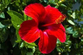 Hibiscus Fix (HB2)