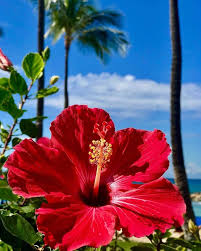 Hibiscus Sabdariffa