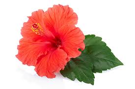 Hibiscus Cut Flower