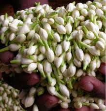 Fresh jasmine flowers