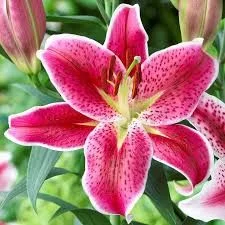Lily Of The Valley