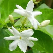 Lillies Oriental