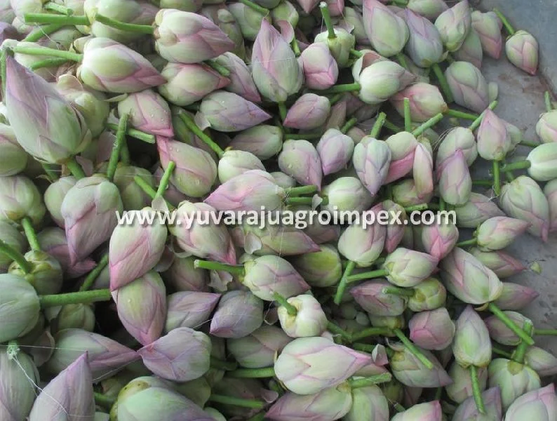 Fresh Lotus