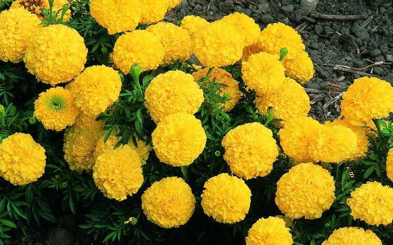 Marigold