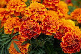 Red Marigold