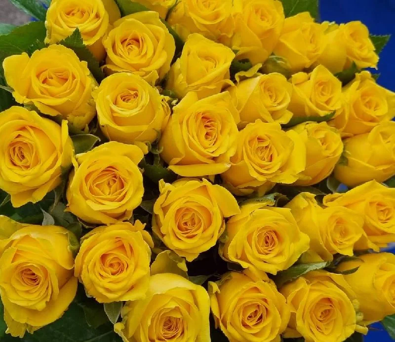 fresh cut flowers