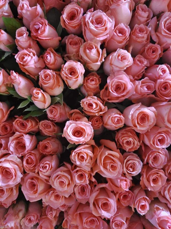 Red rose