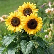 Helianthus Annuus ( Sunflower )