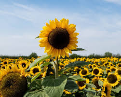 Sunflower Bouquet