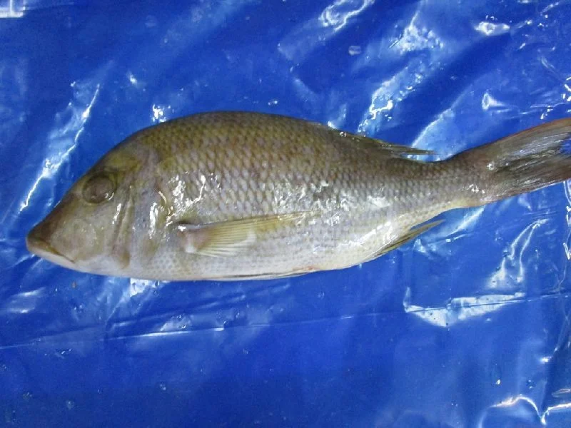 Fresh or Frozen Emperor Fish