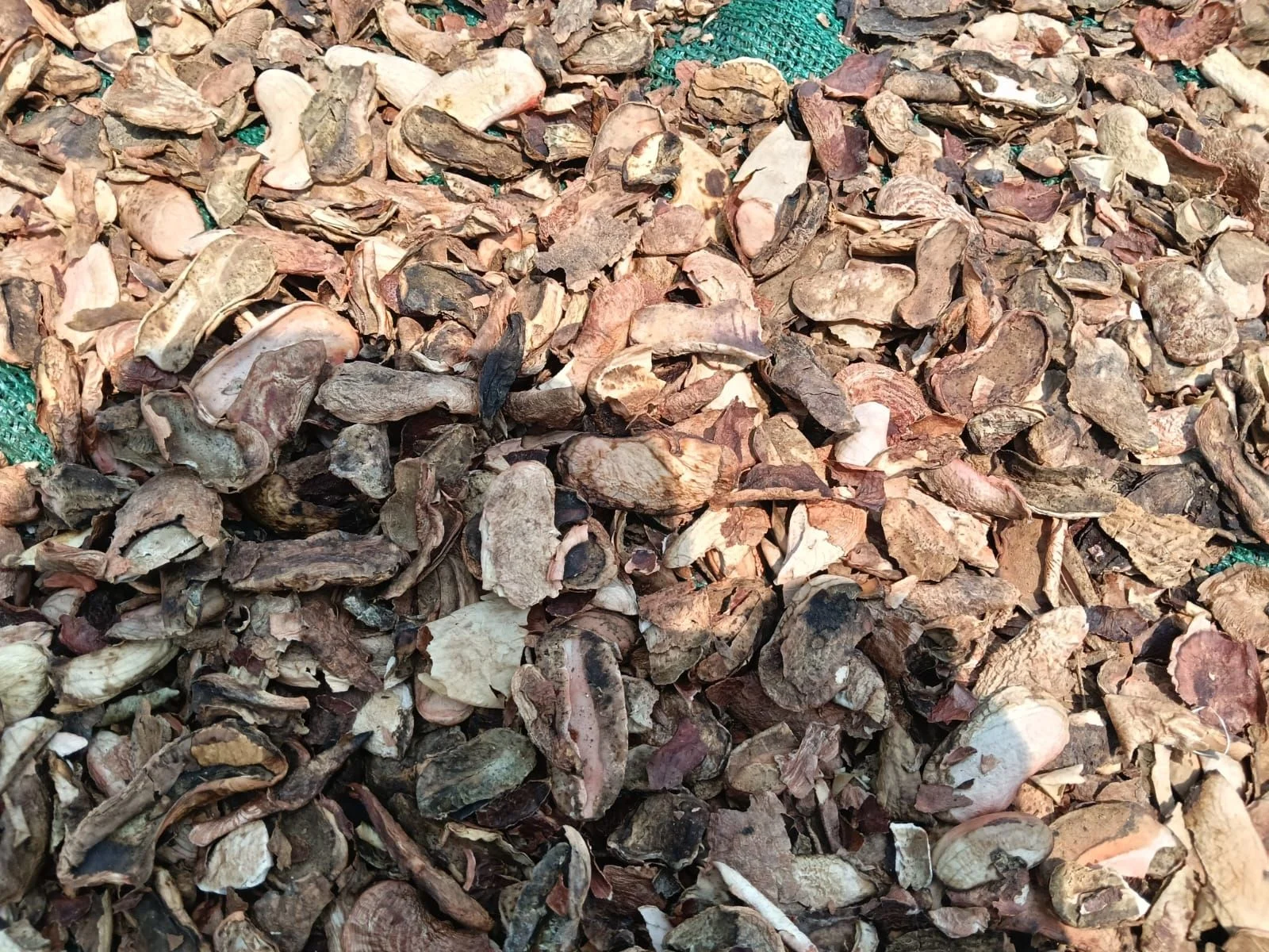 Red Kiwi Seedlings