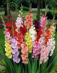 Gladiolus flower