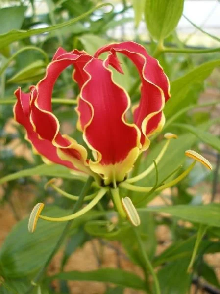 Gloriosa superba seeds