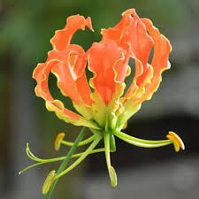 Gloriosa Superba Seeds