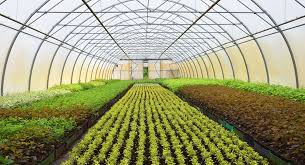 Greenhouse Insect Glue Trap Yellow Tape Rolls