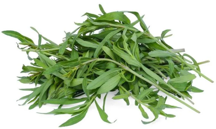 Moringa