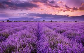 100% Pure Lavender Oil