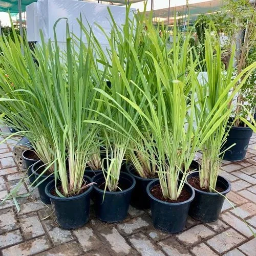 Dry Lemongrass