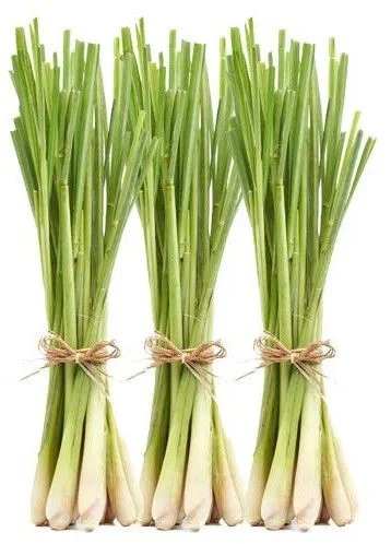 Lemongrass