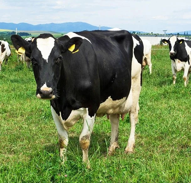 Premier Ewe Lambs, Montbiarde Heifers
