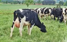 Livestock