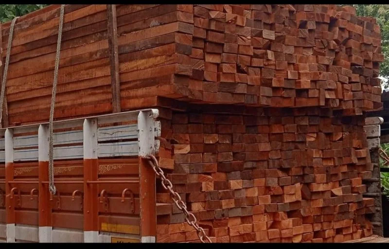 African Mahogany