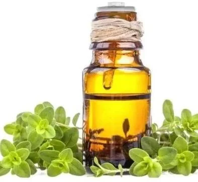 Marjoram