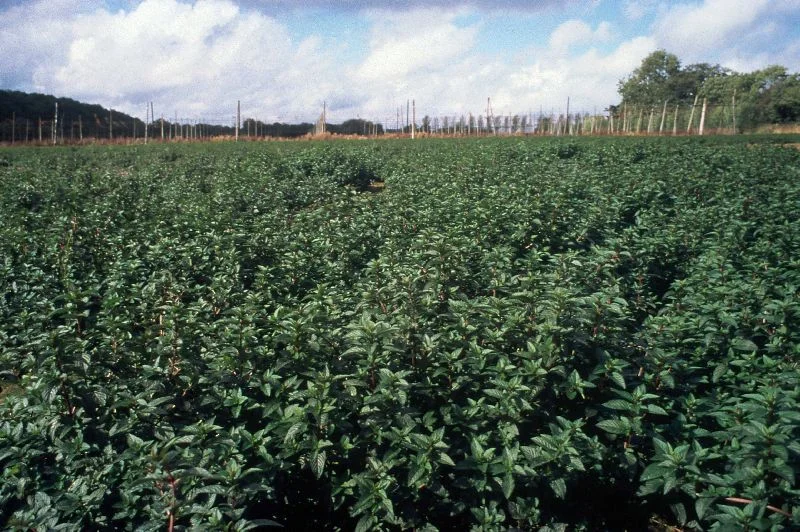 Spearmint Oil