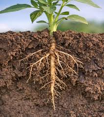 Comfrey Root/Symphyti radix/Beinwellwurzel