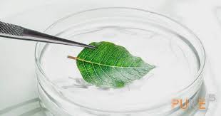 Picrorhiza Kurroa