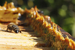Propolis (raw and extract)