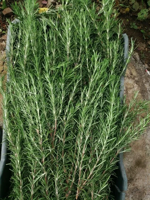 Rosemary