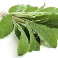fresh sage
